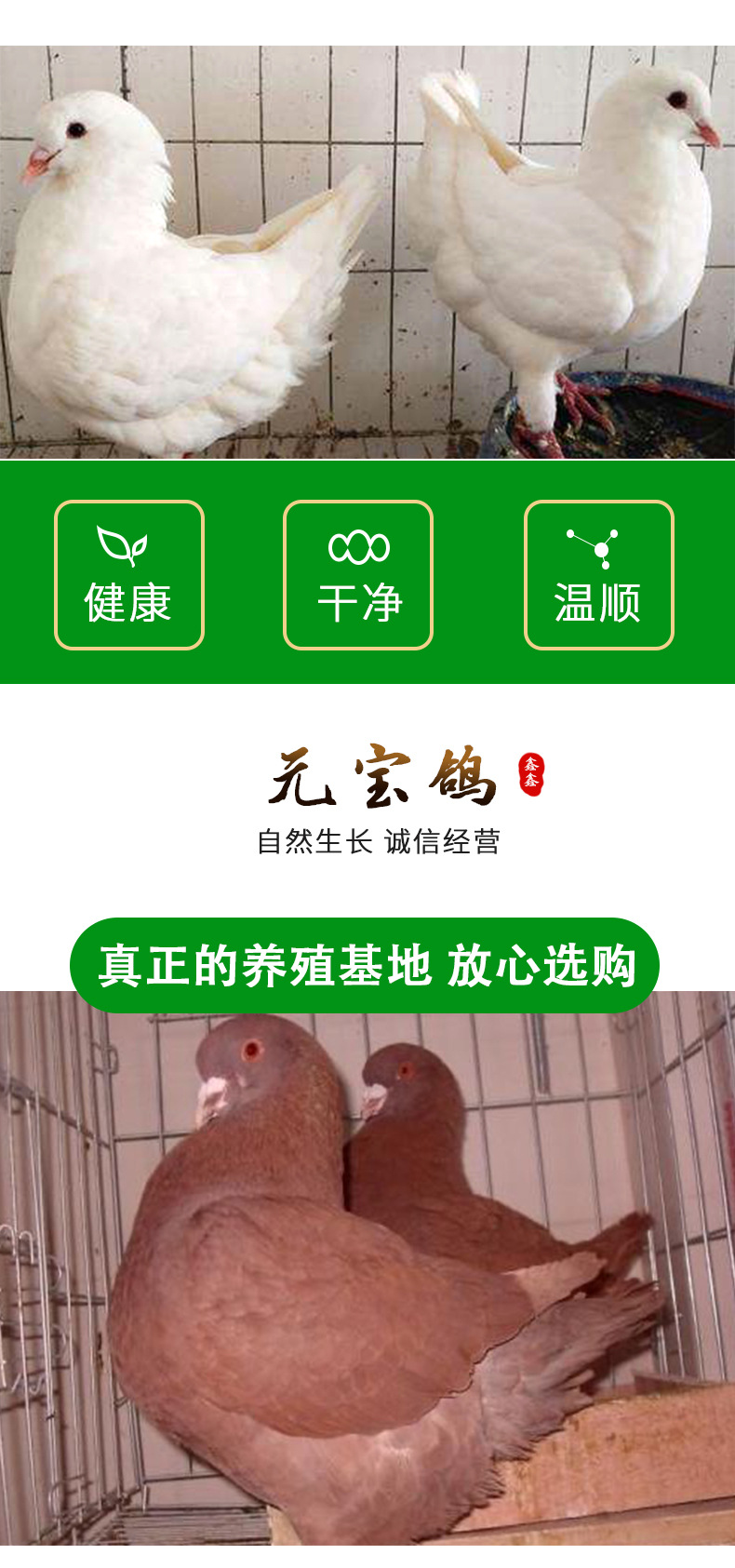 元宝鸽详情页-_02.jpg