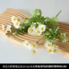 Spring color small handful of daisies white