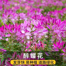 醉蝶花种子混色紫色粉色高杆花海花籽花种籽四季易活庭院蜜源茑萝