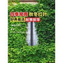 ��ɽ����������ֲ���ļ����಻���~�������N�Ӻ��B�Gֲ���܈@����