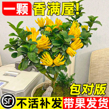 ���֘��������̨ͥԺ�������A���ָ��辰�Ϙ�ֲ�ﻨ�ܾGֲ���B��