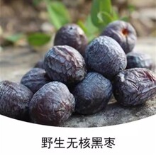 出售黑枣树苗软枣黑枣无核小柿子河北特产太行山君迁子产地直发