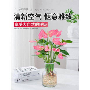 ˮ��ֲ���������ˮ�B�t���r���Gֲ�k���҃�������B���ﶬ�_����