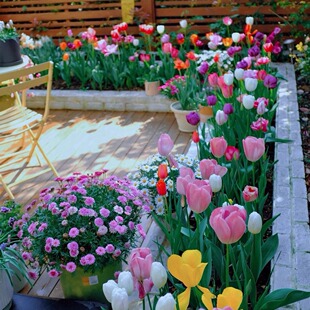 Tulip Bulbs, Dutch Tulips, Multi-Color Large Bulbs, Park Greening, Soil Culture, Hydroponic Culture, Easy-To-Live Tulips