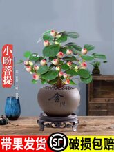 小盼菩提盆栽带果室内桌面盆景客厅好养禅意绿植四季带果植物花卉