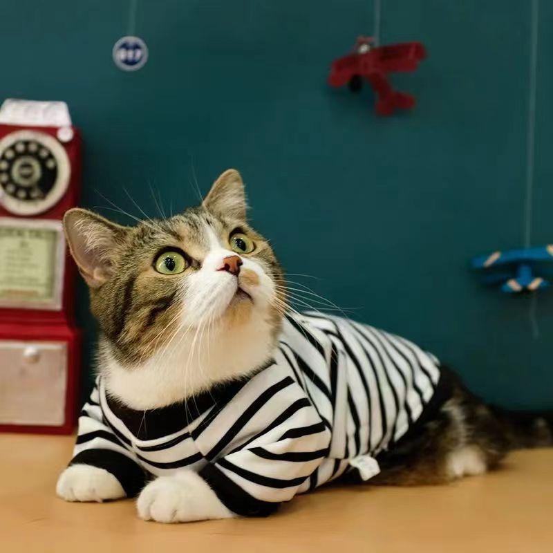 Ropa de gato invierno y otoño anti-perderrimiento de pelo gatito gato azul gato pequeño gato invierno y otoño mascota primavera y otoño camisa sudadera