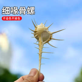 天然海螺贝壳细喙骨螺鱼缸装饰品骨螺水族馆摆设标本珊瑚海洋家居