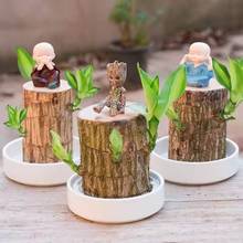 巴西木格鲁特水培幸运木水培花卉室内阳台夏季驱蚊绿植盆栽幸运木