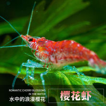 �����ѻ��r��̖��ɫ�^�p�r���A�߲ʳ��嵭ˮ���r�V��ֱ�l