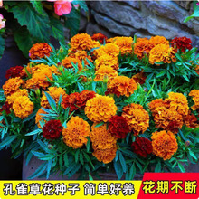 ��ȸ�ݷN�ӻ�ɫ�ļ��׻��ɫС�f�۾ջ����^�p�̨�������⻨�N��