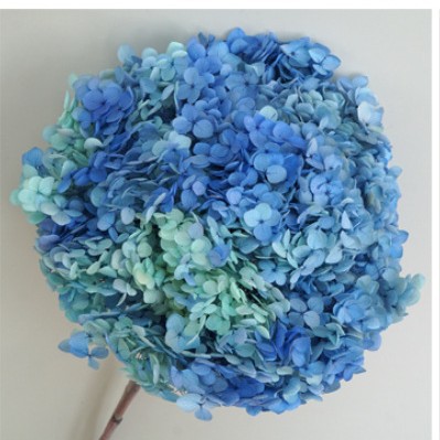 Flores eternas hortenida flores secas Anna hortenida hojas hortenida cabeza de hortenida flores eternas cubierta de vidrio material ramo diy