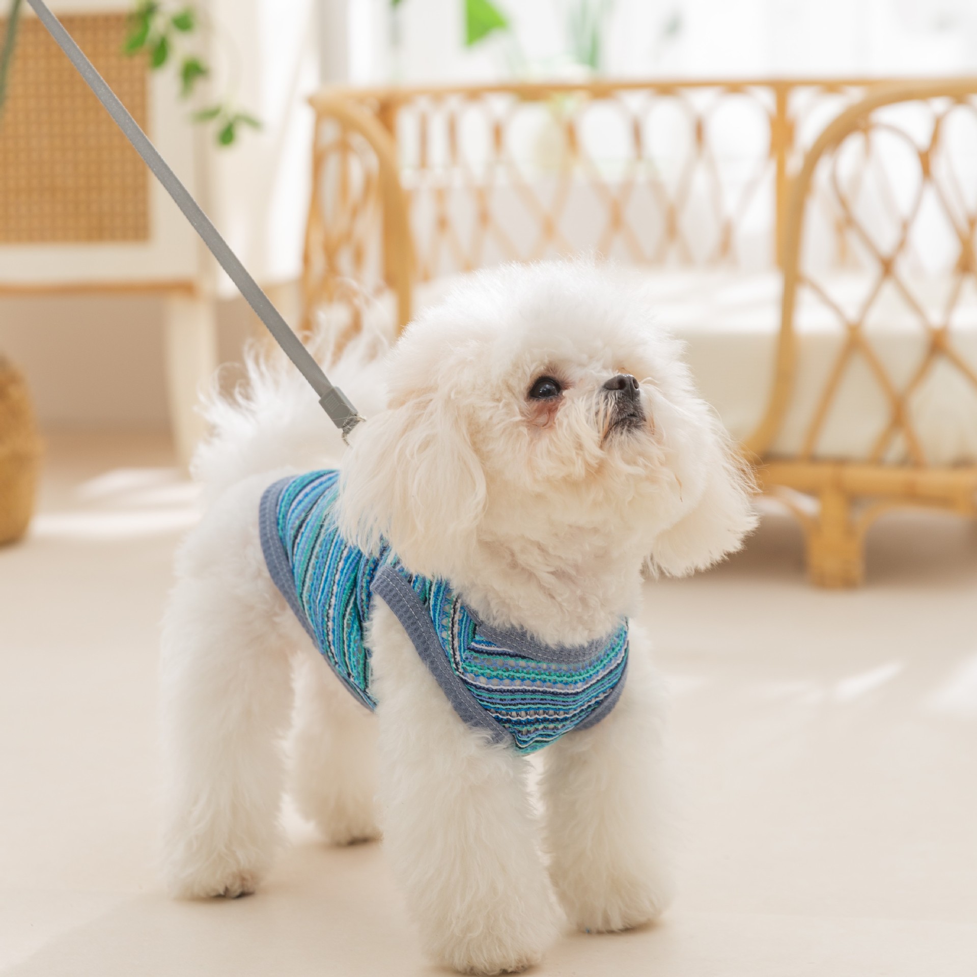 Perro de mascota verano delgado arco iris multicolor trenzado hueco chaleco de tracción perro pequeño que oso ropa Teddy
