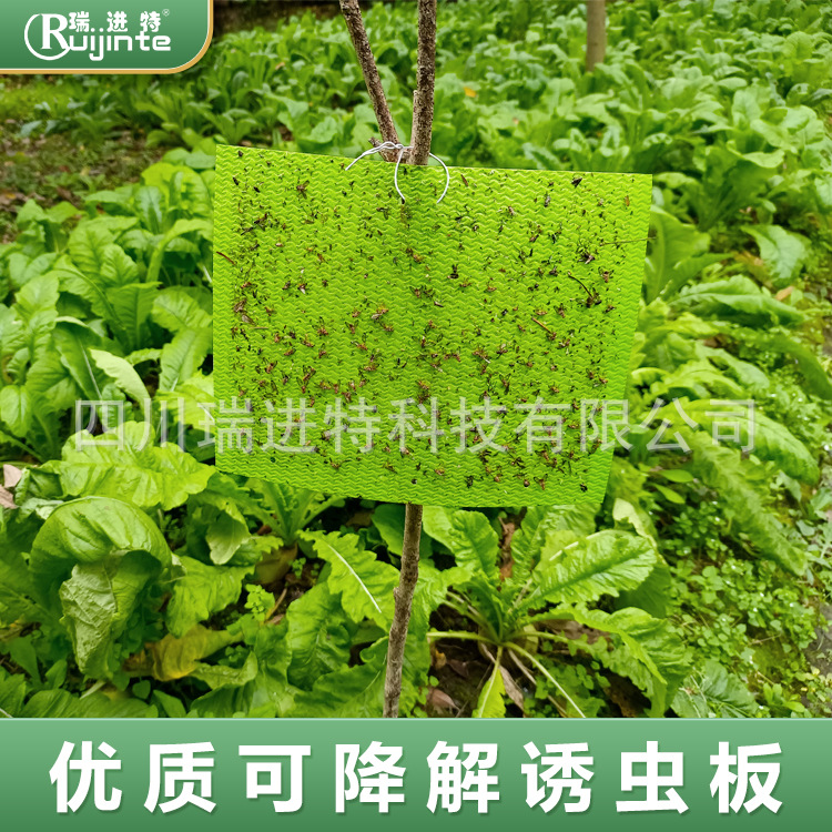 绿色可降解粘虫板诱虫板双面强力果园茶园花园专用灭虫板黏虫板