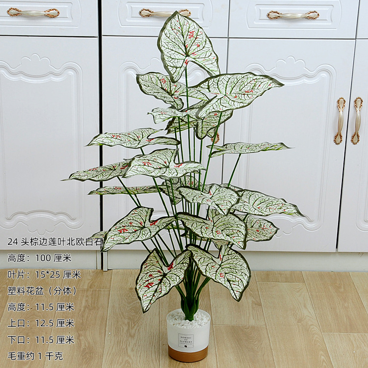 100厘米24头棕边莲叶北欧白石