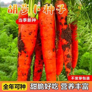 Carrot Seeds, Carrot Seeds, Radish and Rapeseed Seeds, All Year Round Farmyard Seeds for Autum, Autum and Winter