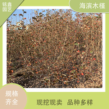 ��߅�S���� ˮ��ֲ�� ˮ������ ��ľ���� �@�־G�� ���G��ľ