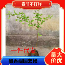 һ�����l���~�y�Ә���׹�����ͥԺ�e���G����ľ�е����y�Ӵ����