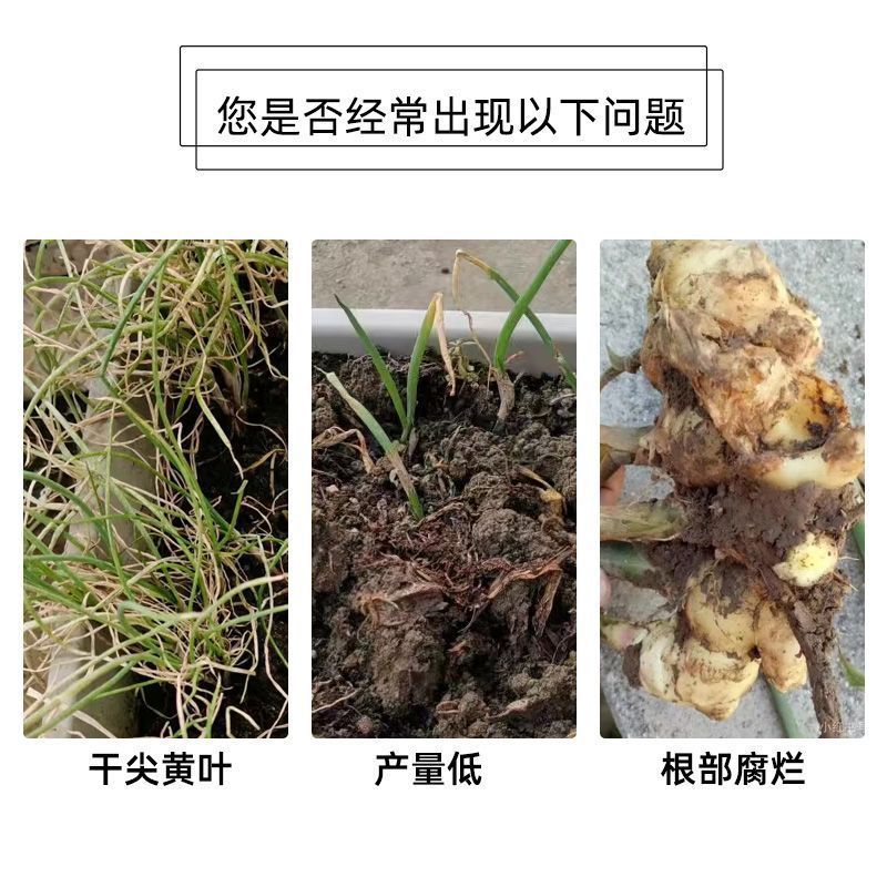 姜蒜蔬菜葱姜蒜专用肥料大蒜肥厚葱蒜膨大种菜缓释肥料有机肥颗粒|undefined