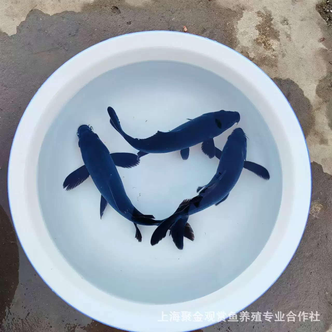 Черная золотая рыба кои, черная рыба кои, живая рыба, холодная вода, подходит для жизни, сильная жизненная сила, домашнее животное