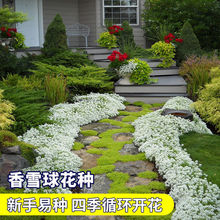 香雪球花种子室外庭院多年生耐寒花卉孑地被花海室内阳台垂吊花籽