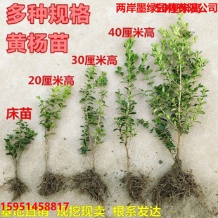 Boxwood Saplings, Small Leaf Seedlings, Courtyard Projects, Green Plants, Evergreen Holly Florals, Market Florals in All Seasons