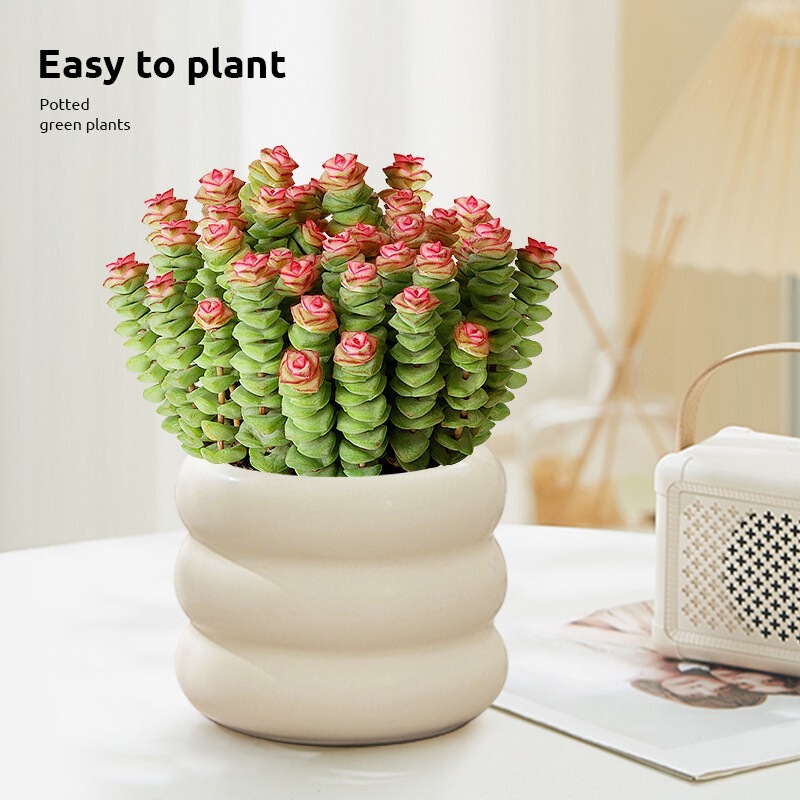 Money Plant Succulent Small Potted Plant for Office Desktop, Easy to Care For, Ornamental Foliage Plant, Multi-Stemmed Old Stem, Easy to Maintain All Year Round