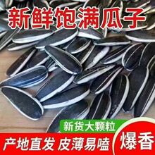 内蒙直发葵花籽农户新鲜原味中颗粒壳新货生熟葵花籽瓜子年货品种