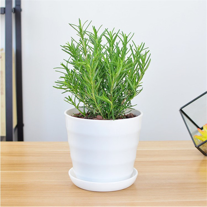 로즈마리 중간 모종 1개(나사형 화분) + 영양액