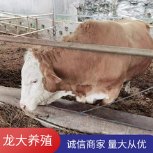 牛活體西門塔爾牛養殖場肉牛價格公牛出售貨到付款
