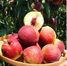 山东青州蜜桃脆桃硬桃新鲜桃子毛桃甜桃青桃硬桃孕妇脆甜水蜜桃