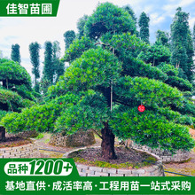 ���������_�h�ɵ؏�26�����辰 �G���@�ֹ����Rˮб�hʽ �F؛���l