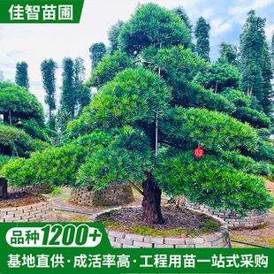 ���������_�h�ɵ؏�26�����辰 �G���@�ֹ����Rˮб�hʽ �F؛���l