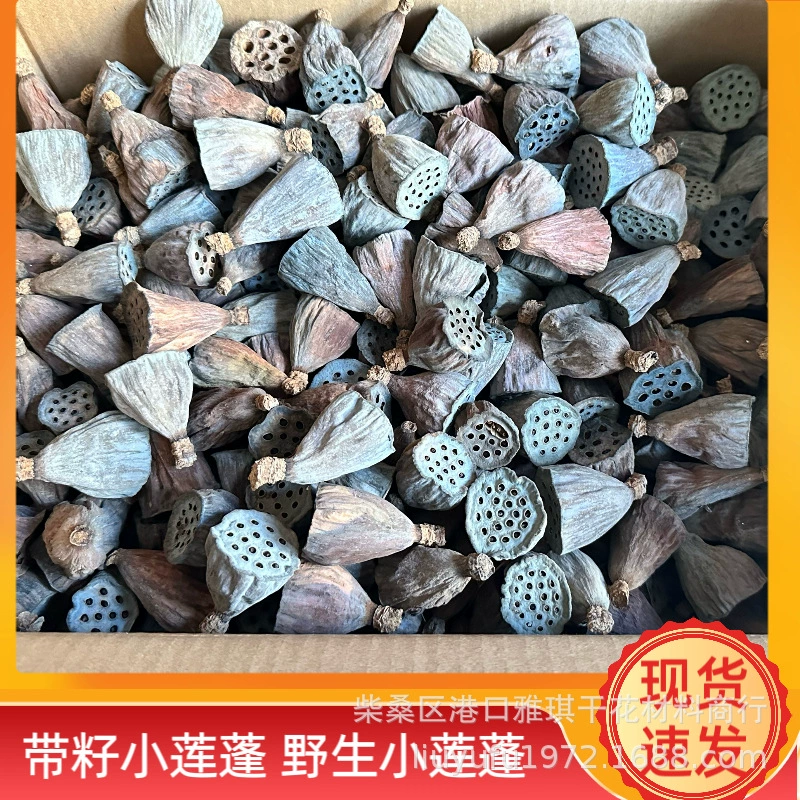 [Лотос] маленькая голова лотоса с семенами сухих цветов украшения съемки реквизит дзен Цветочная композиция поделки оптом