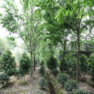 ���l�Θ� �е��� �G������ �r����   8-20����