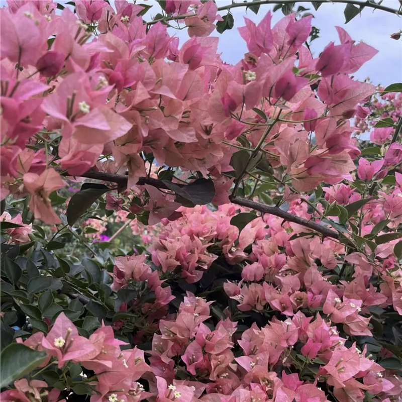Ciruela triangular planta en maceta nueva variedad de flores de flores de rosa balcón patio aire purificado cuatro estaciones flores bonsai