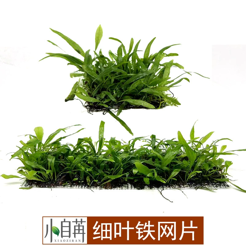Аквариум с мелколистной железной сеткой настоящие водные растения живут оптом, привязанные к затонувшей древесине, отрицательный хороший уход без нижнего песка