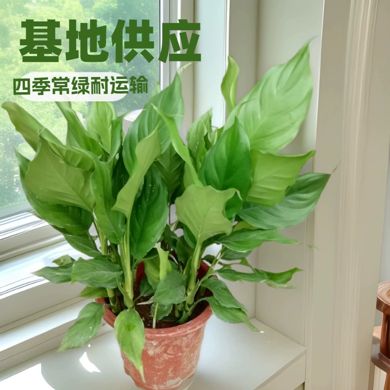 База поставляет зеленые растения для домашних офисов, вечнозеленые растения из Гуандуна, которые очищают от формальдегида, оптом поставляет садовые цветы в горшках.