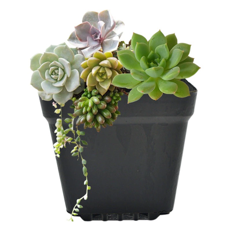 Большой пластиковый маленький белый квадратный маленький черный квадратный цветок зеленое растение маленькая квадратная коробка седум мясистый цветочный горшок оптом
