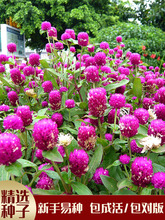 花种子千日红百日红火球庭院景观绿化花卉盆栽易活花籽千日紫种子