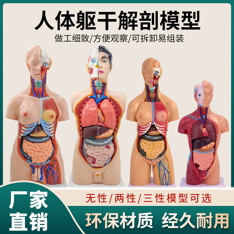 Physiological removable medicine heart