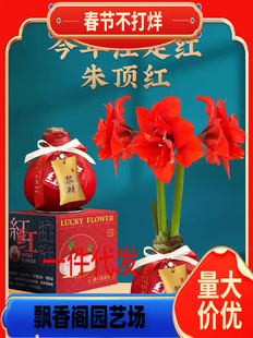 Amaryllis Bulbs, Large Balls, Indoor Balcony Courtyard, Easy-To-Grow Bulb Florals, Four-Season Potted Amaryllis Wholesale