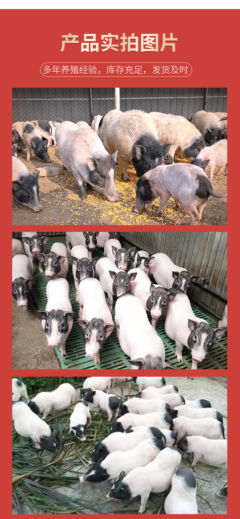 巴马香猪详情_04.jpg