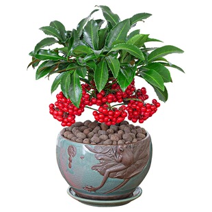 Rich Seed Cinnabar Root Red Umbrella Gold 0kg Gold Jade Mantang Rich Seed Living Room Potted Bonsai Delivered with Seeds