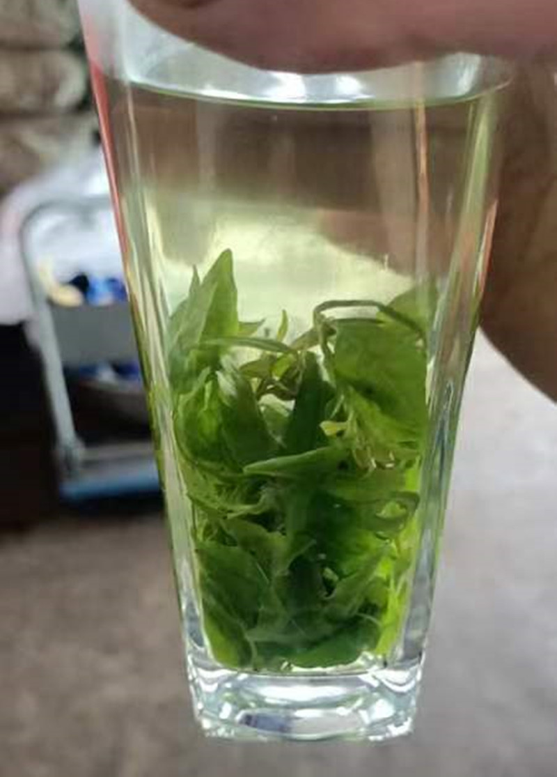 Xiao Ye Ku Ding Tea (Ligustrum robustum) — Early Spring Tender Bud Green Tea, 500g Loose Leaf preparation