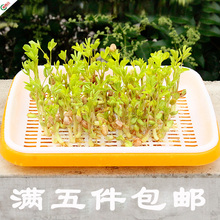 紫苏空心菜无土栽培蔬菜水培植物花生种子纸上阳台种菜芽苗菜种子