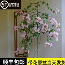 �R˹���h����÷�������h֦�K���ȸߗU���������ļt���Ϙ���������