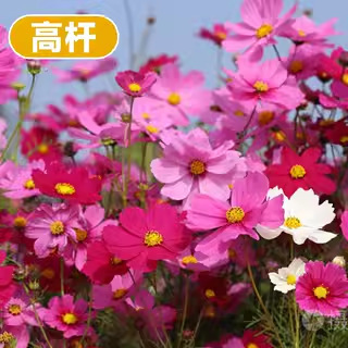 格桑花種種子ペルシャ菊太陽花種孤独野花組み合わせ芝生四季種まき開花種|undefined