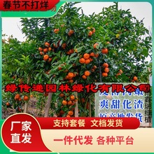 һ�����lɳ�ǽۘ�����������Ϸ������Nֲ���Ә���̽۹�������