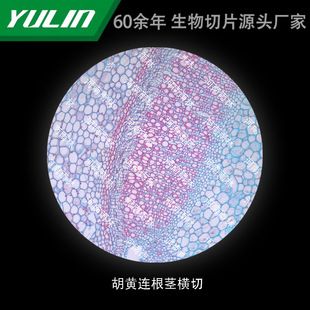 胡黄连根茎横切高校医学院校用组织病理石蜡玻片标本显微镜-阿里巴巴
