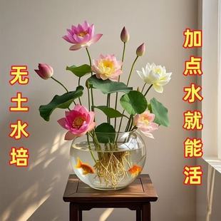 ��7��lѿ����ɏ�N�ļ��_��ˮ��ˮ�B�Gֲ˯ɏ�ɻ��o�����Ի���